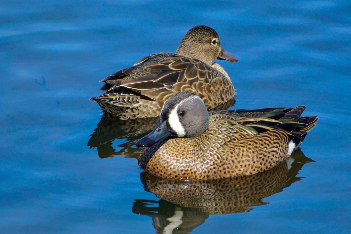 Blue-winged Teal - ML430556101