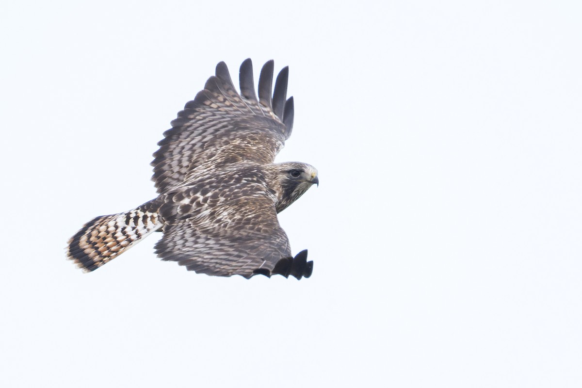 Red-tailed x Rough-legged Hawk (hybrid) - ML430559081