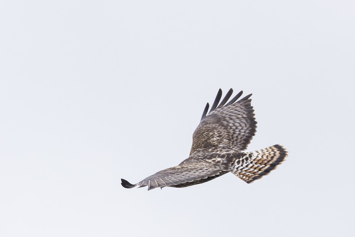 Red-tailed x Rough-legged Hawk (hybrid) - ML430559171