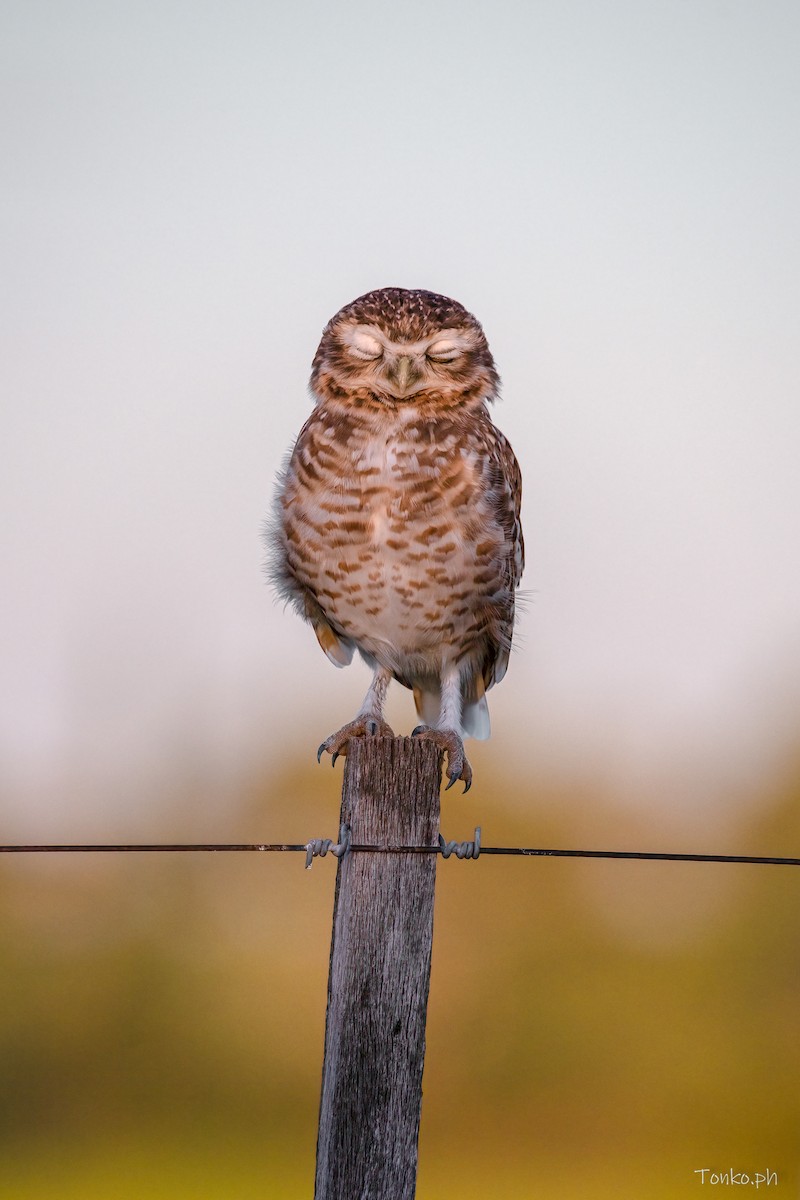 Burrowing Owl - ML430567171