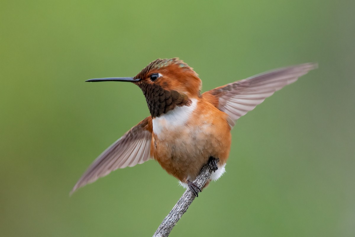 Allen's Hummingbird - David Ornellas