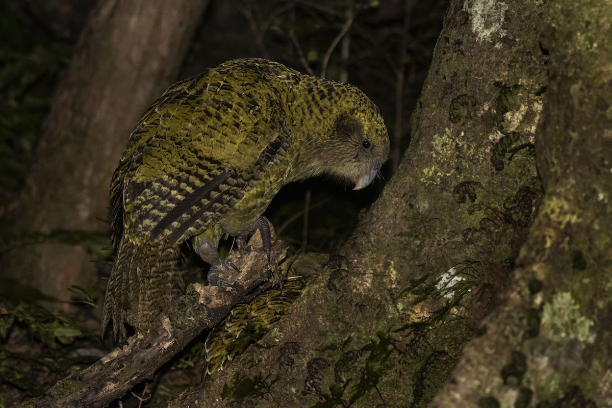 kakapo soví - ML430569921