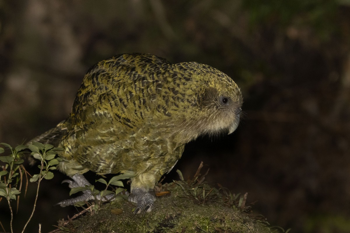 Strigops kakapo - ML430570151