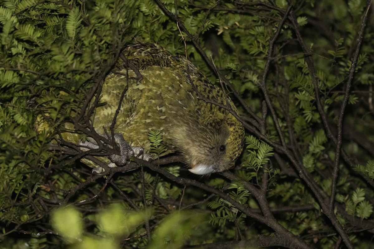 Strigops kakapo - ML430570171