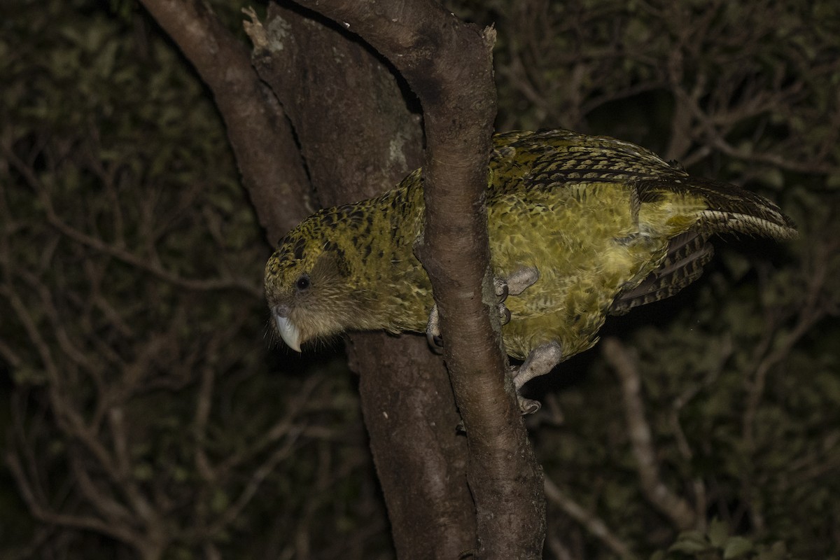 Strigops kakapo - ML430570191