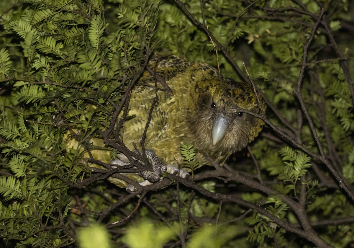 Strigops kakapo - ML430570271