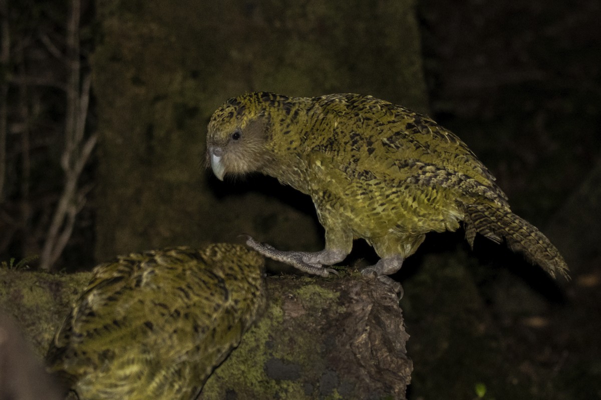 Strigops kakapo - ML430570651