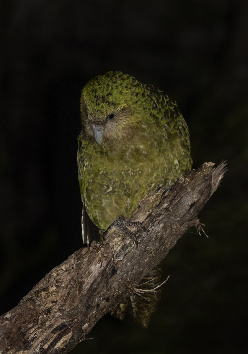 Strigops kakapo - ML430572101