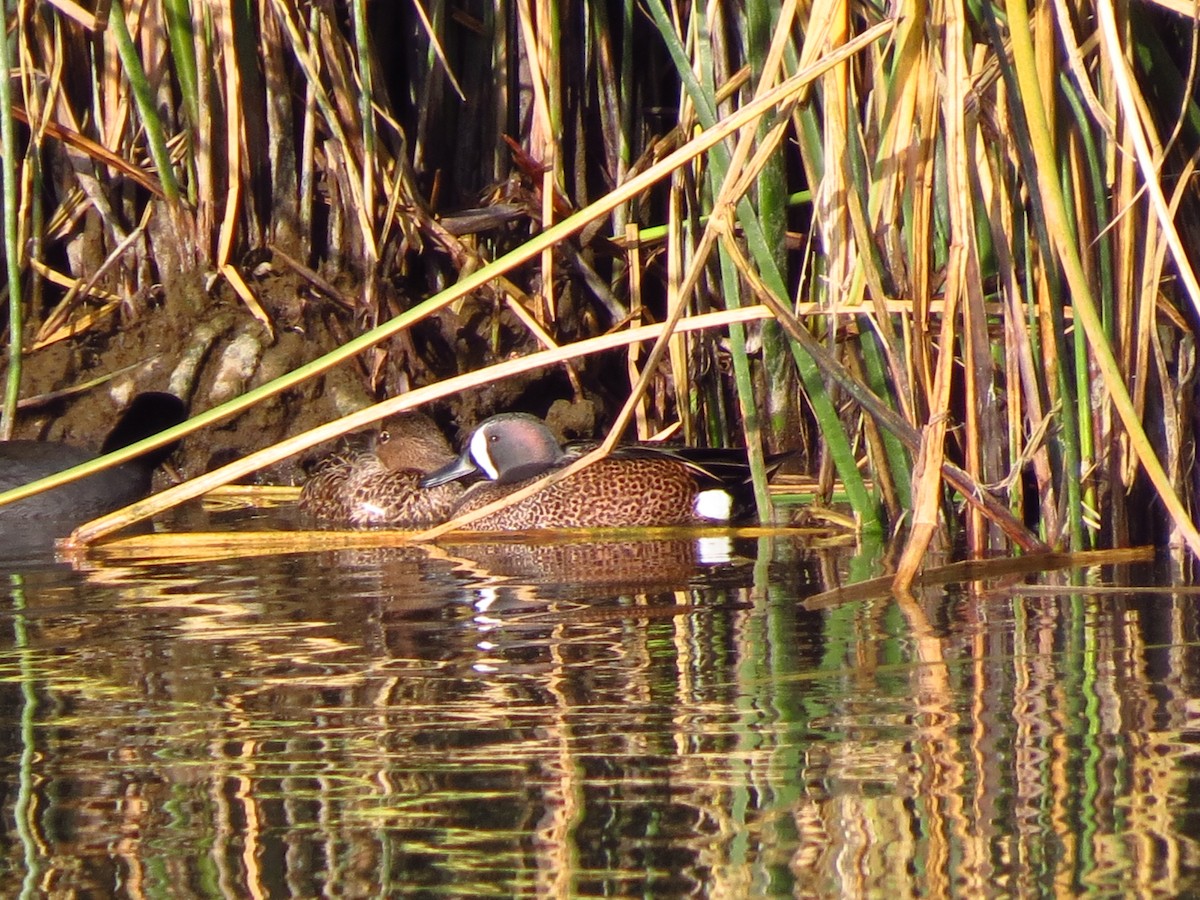 Blue-winged Teal - ML43057401