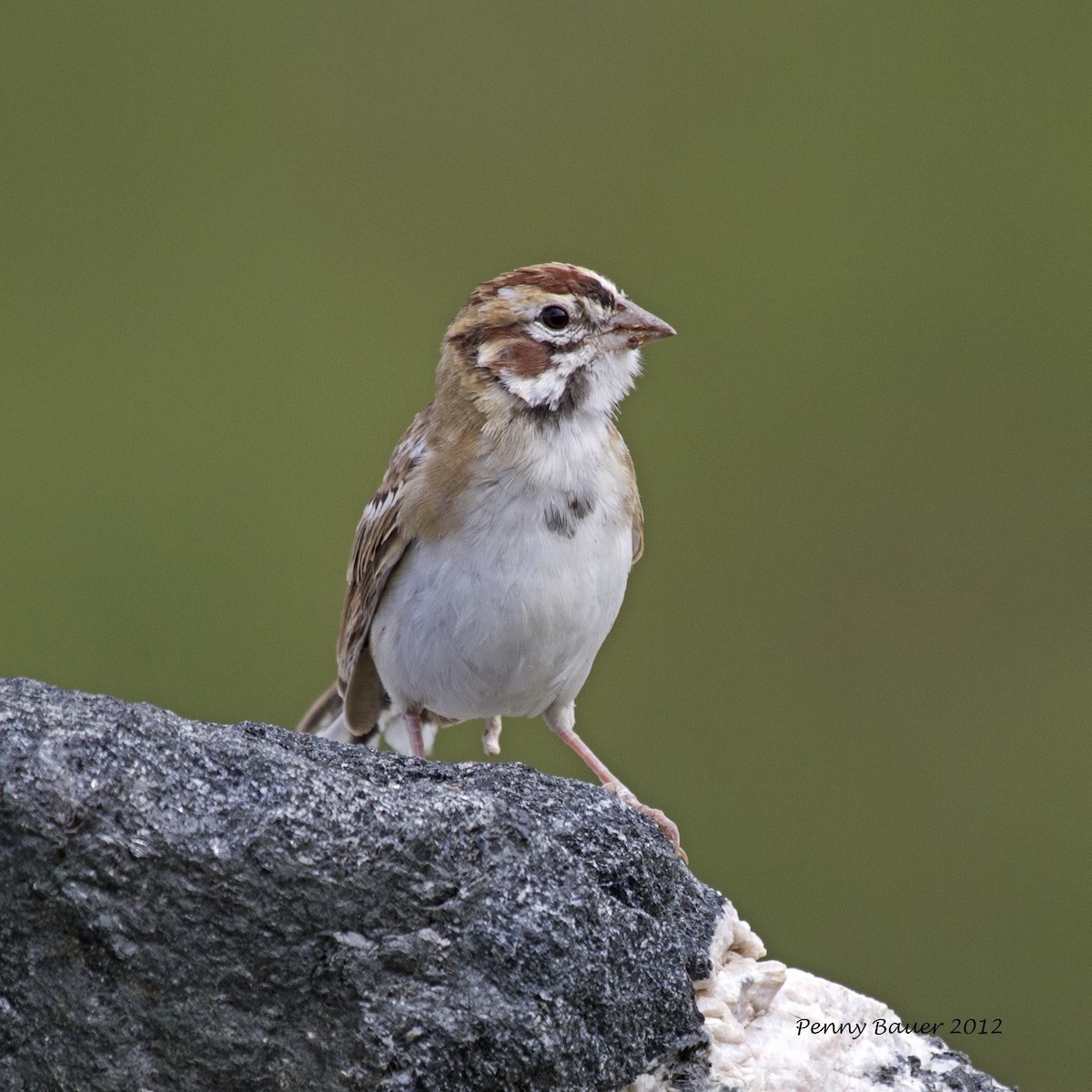 Lark Sparrow - Penelope Bauer