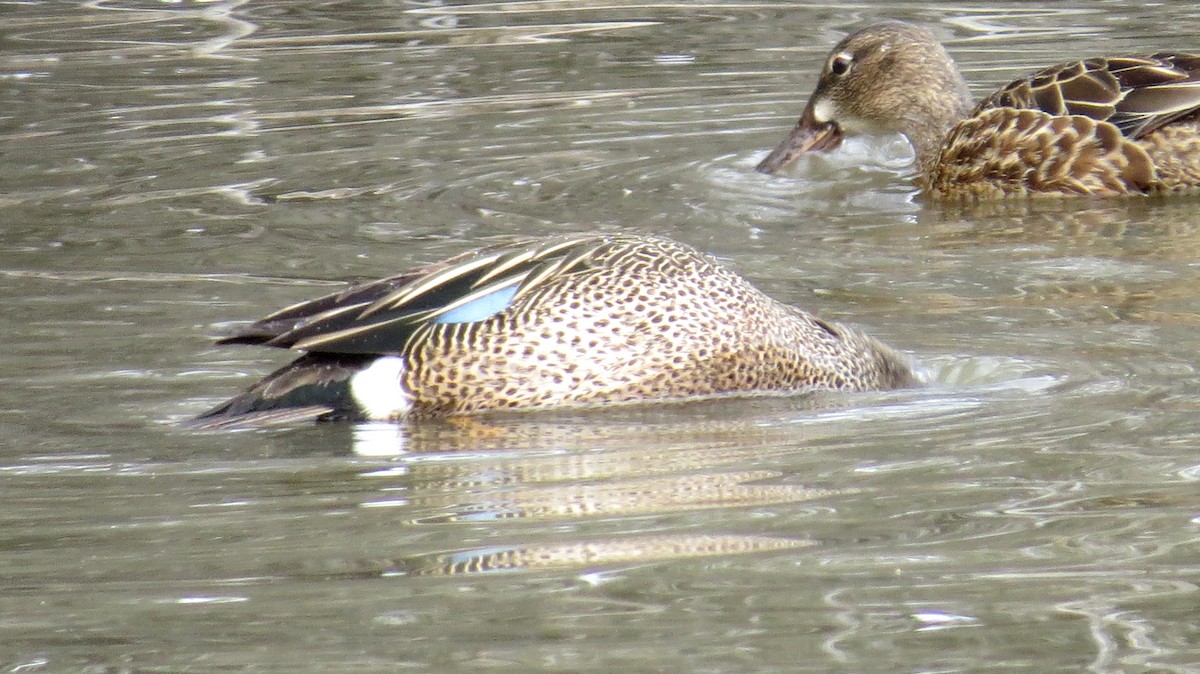 Blue-winged Teal - ML430578631