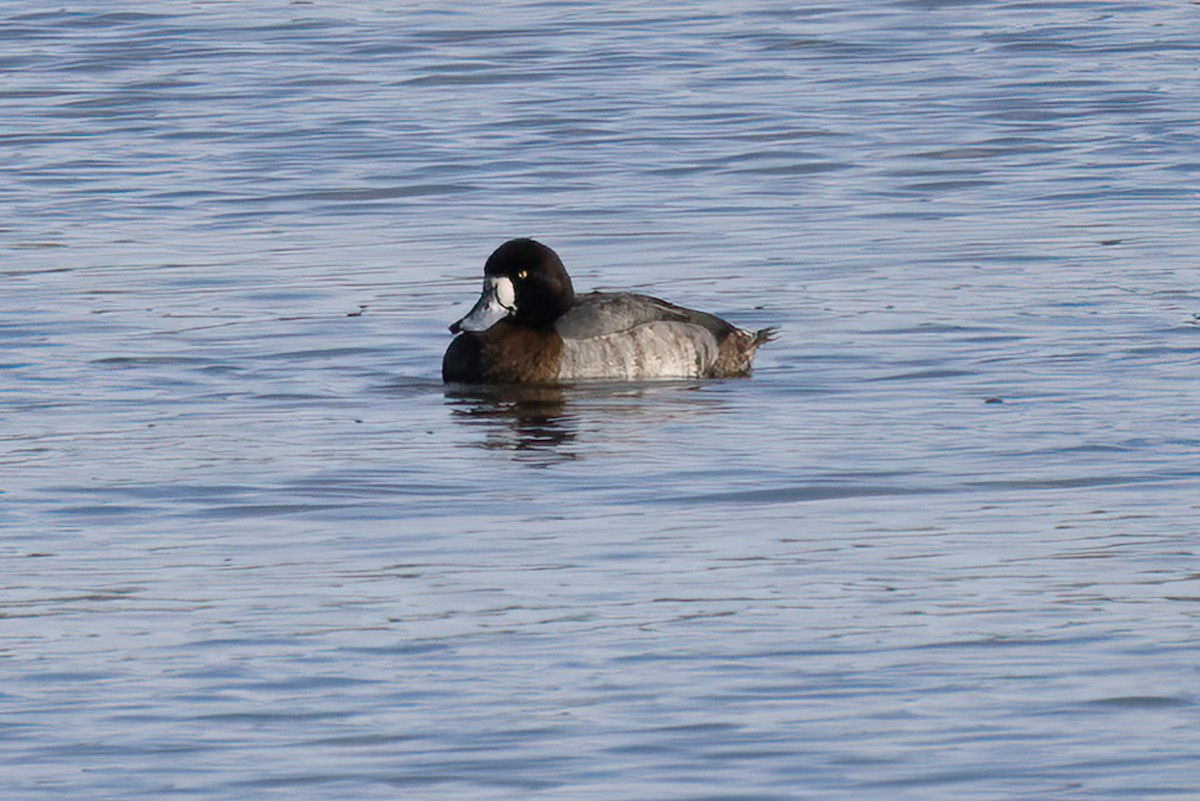 Greater Scaup - ML430581061