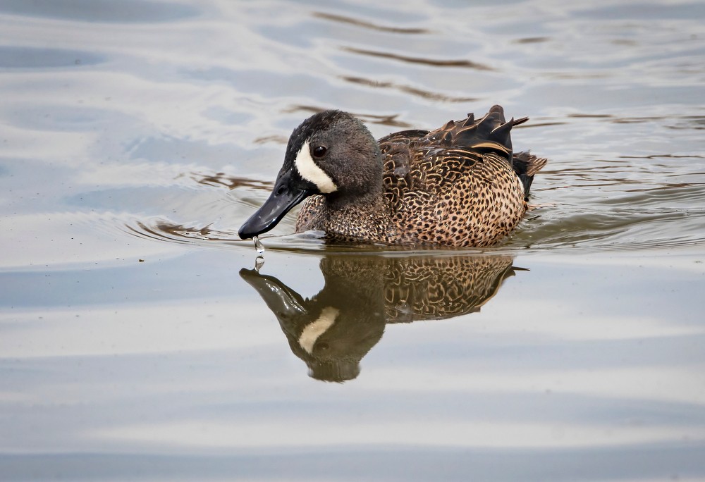 Blue-winged Teal - ML430587961