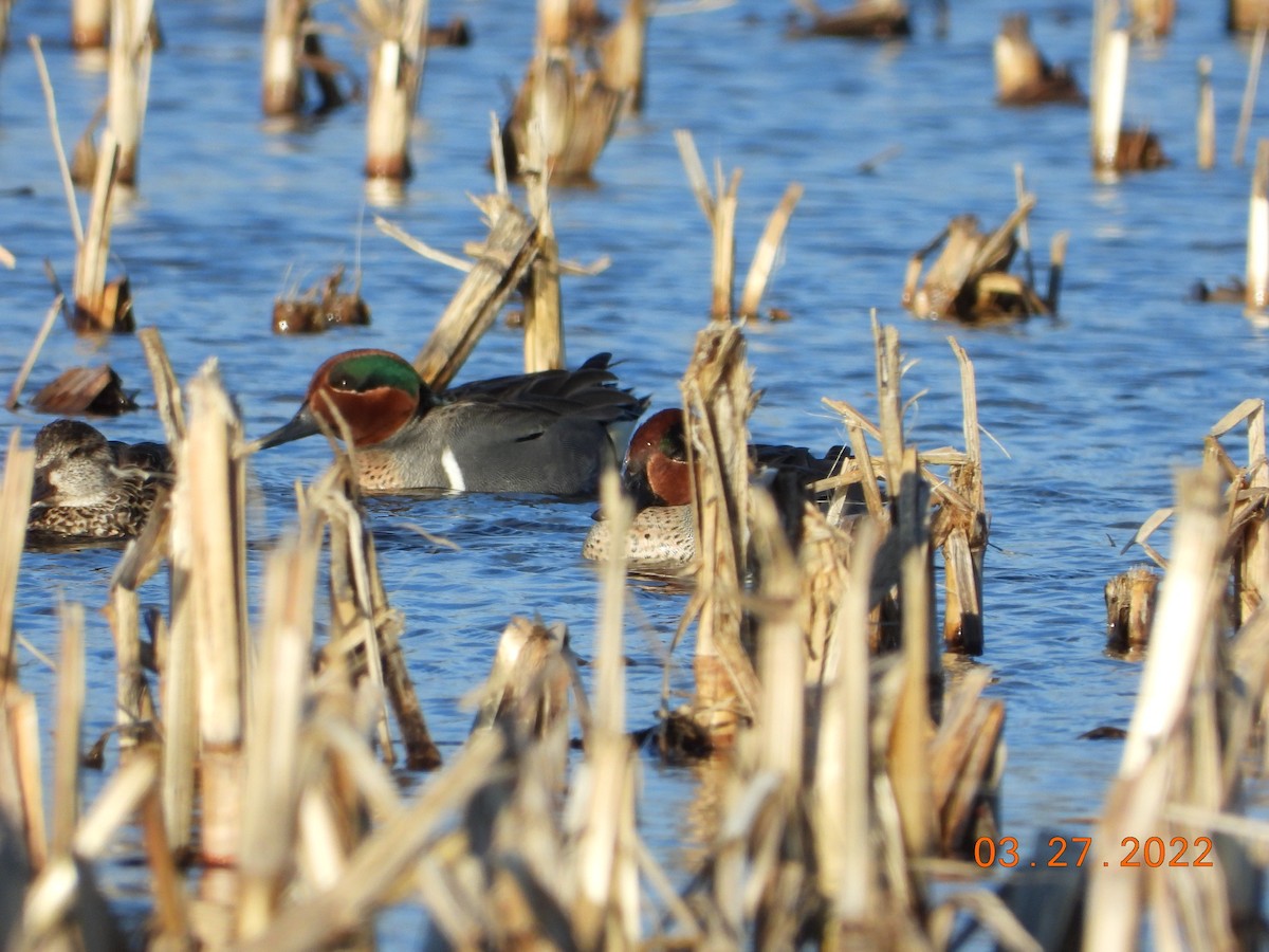 Green-winged Teal - ML430591571