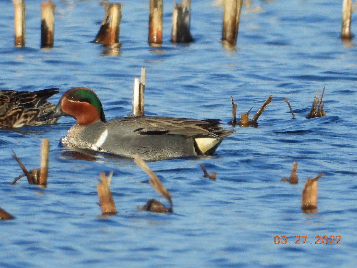 Green-winged Teal - ML430591591