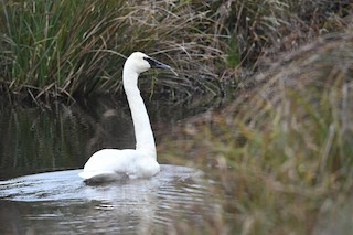 Trumpeter Swan, ML43059261