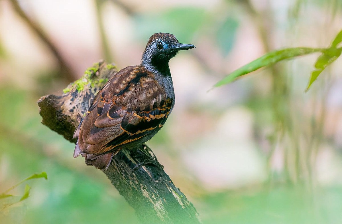 Wing-banded Antbird - ML430597271