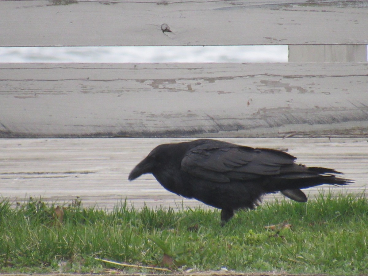 Common Raven - ML430598781