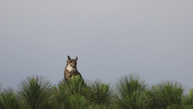 Great Horned Owl - ML430603661