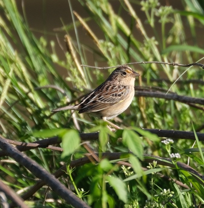 Grasshopper Sparrow - ML430606331