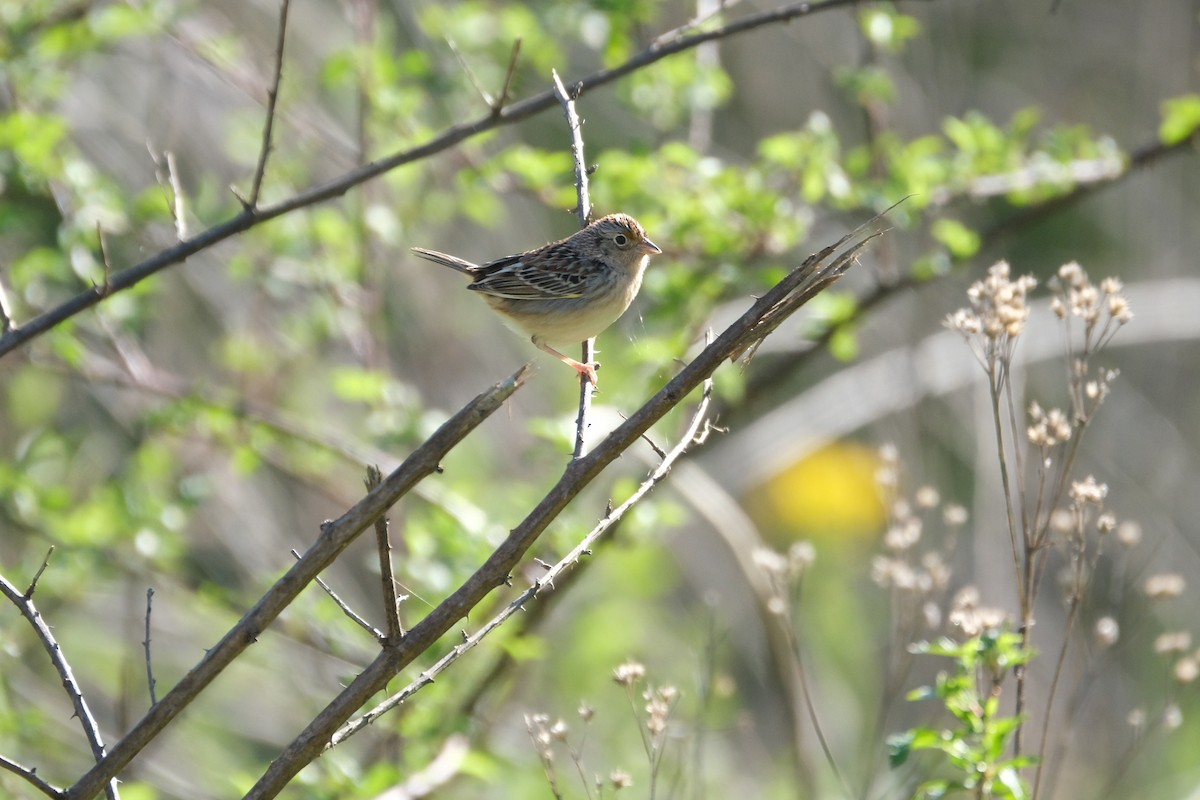 Grasshopper Sparrow - ML430606681