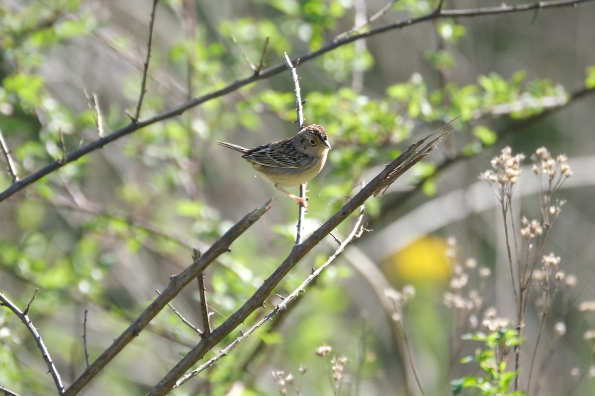 Grasshopper Sparrow - ML430606841