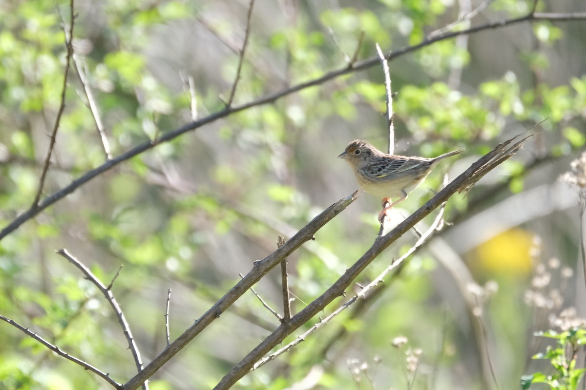 Grasshopper Sparrow - ML430607691