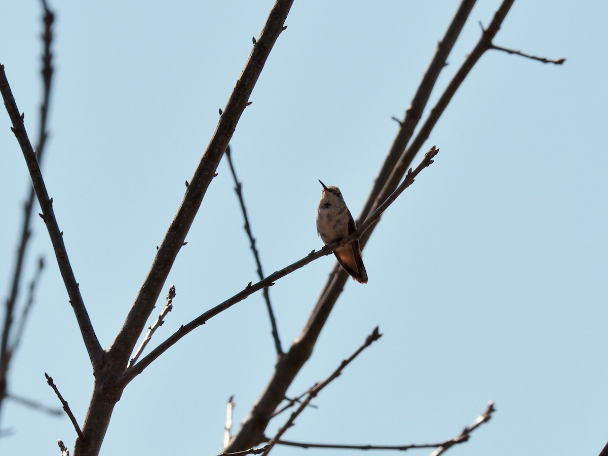 Rufous Hummingbird - ML430609471