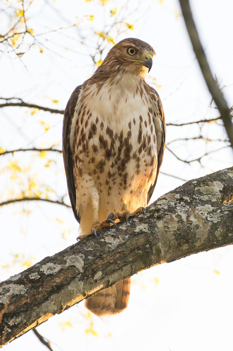 Red-tailed Hawk - ML430615101