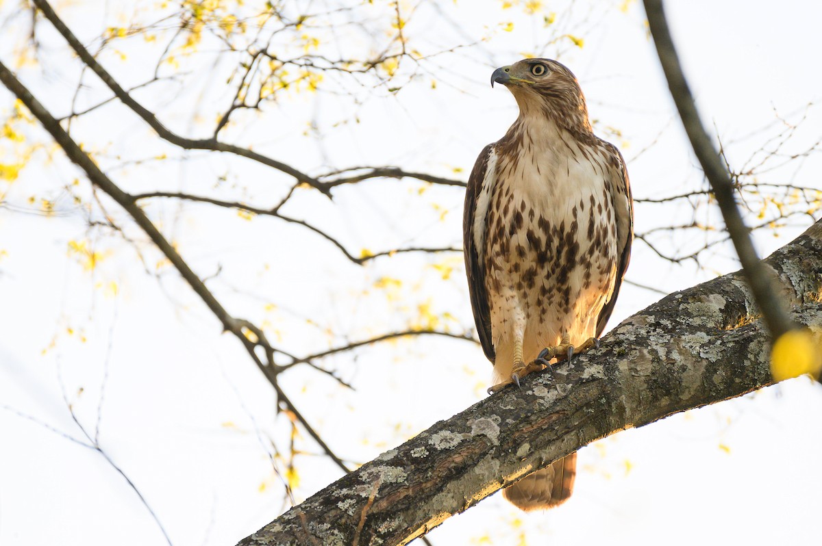 Red-tailed Hawk - ML430615151