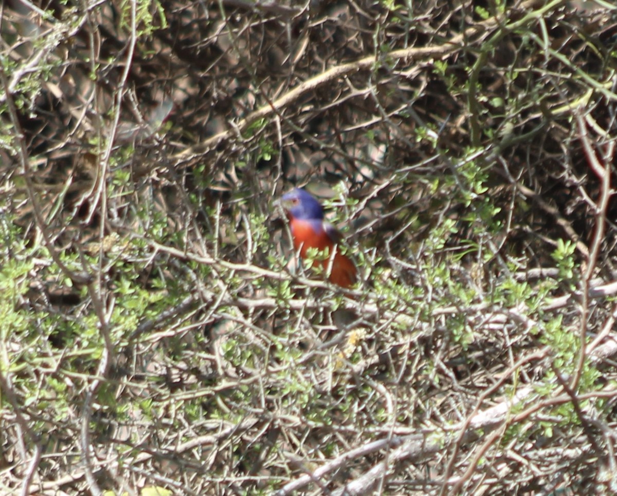 Painted Bunting - ML430618971