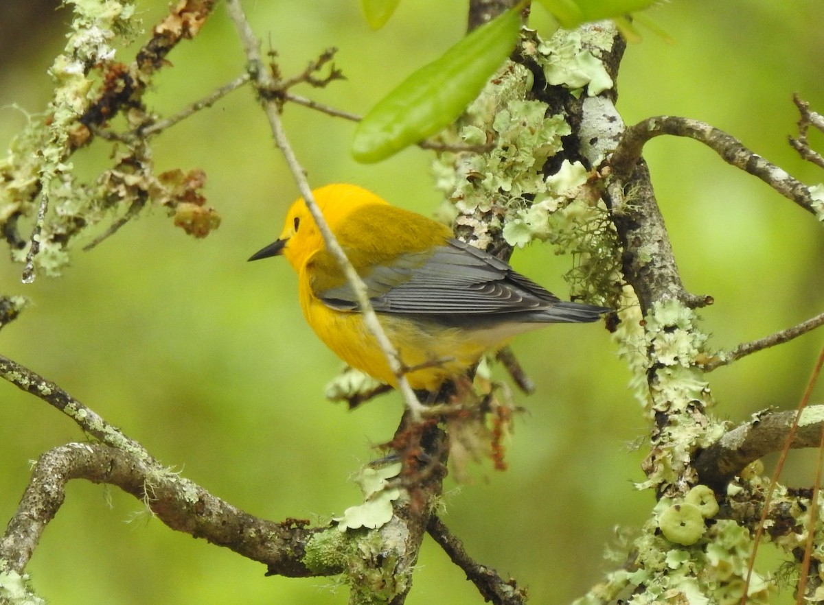 Prothonotary Warbler - ML430620201
