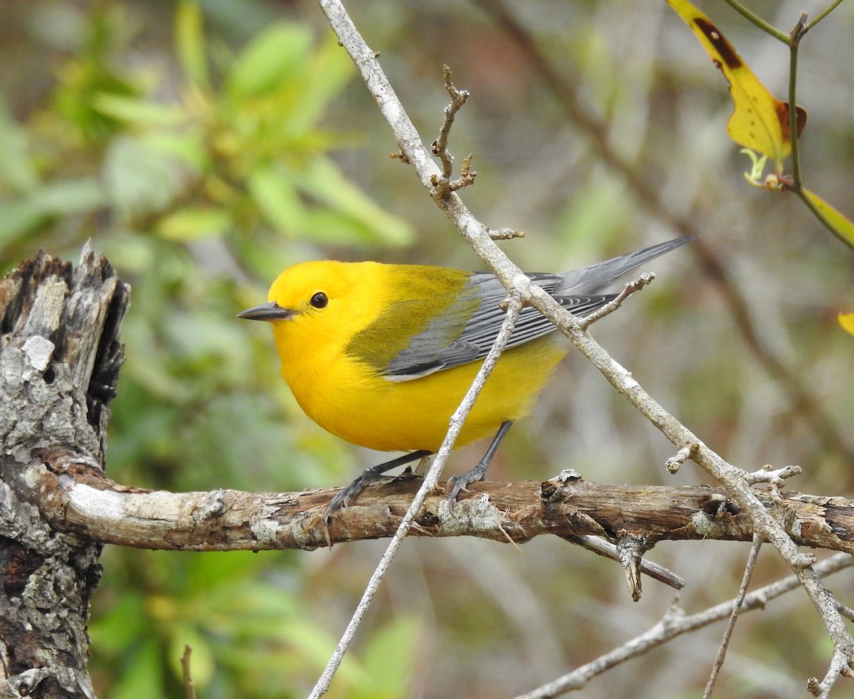 Prothonotary Warbler - ML430620361