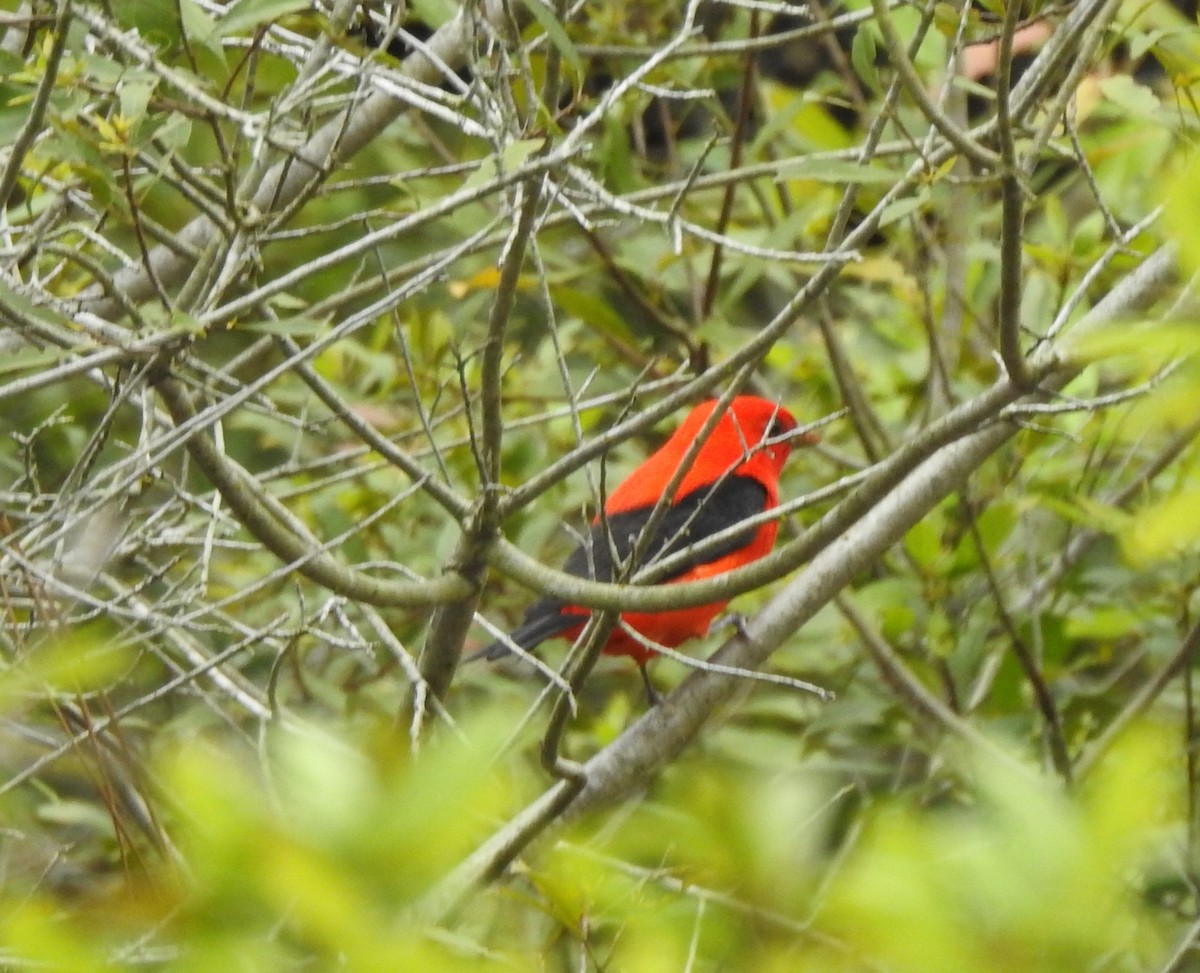 Scarlet Tanager - ML430621211