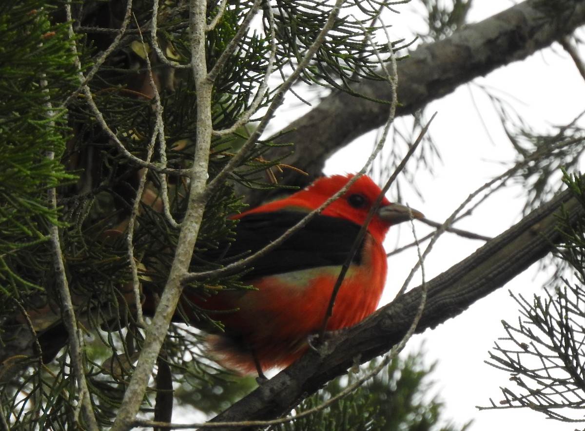 Scarlet Tanager - ML430621331