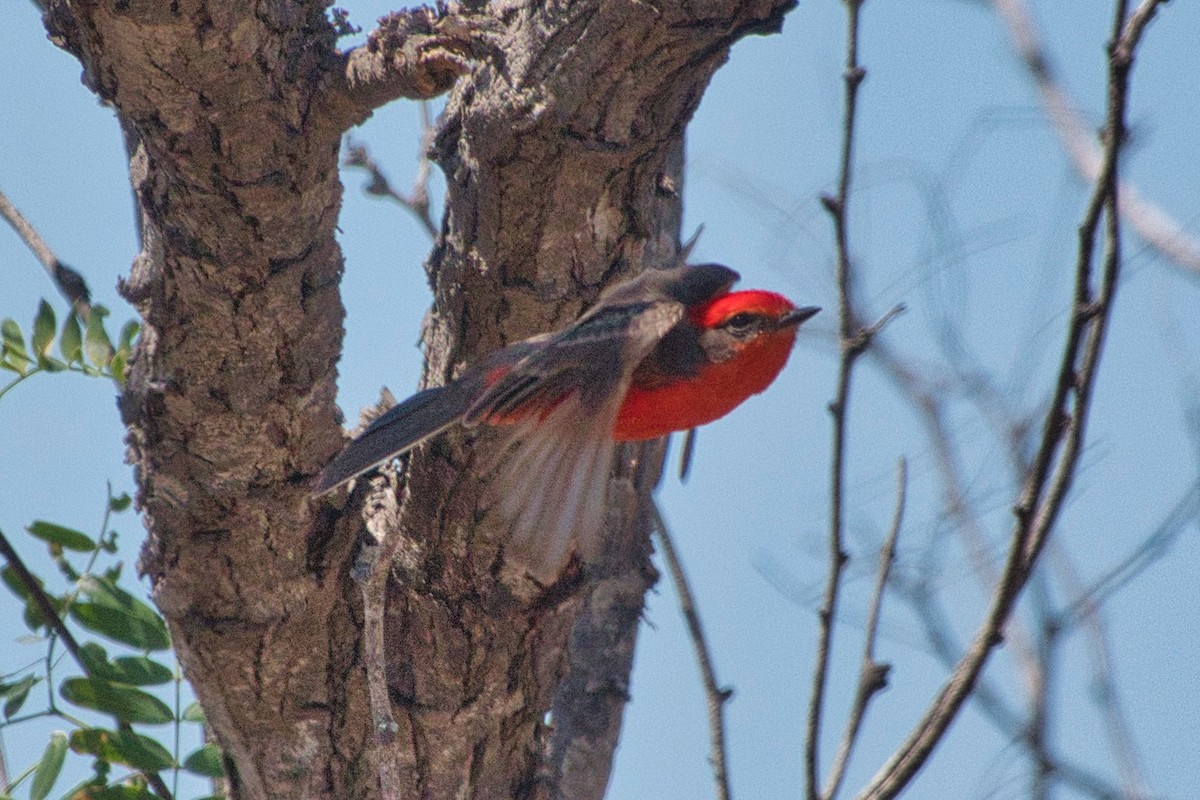 eBird Checklist 31 Mar 2022 Choke Canyon SPCalliham Unit