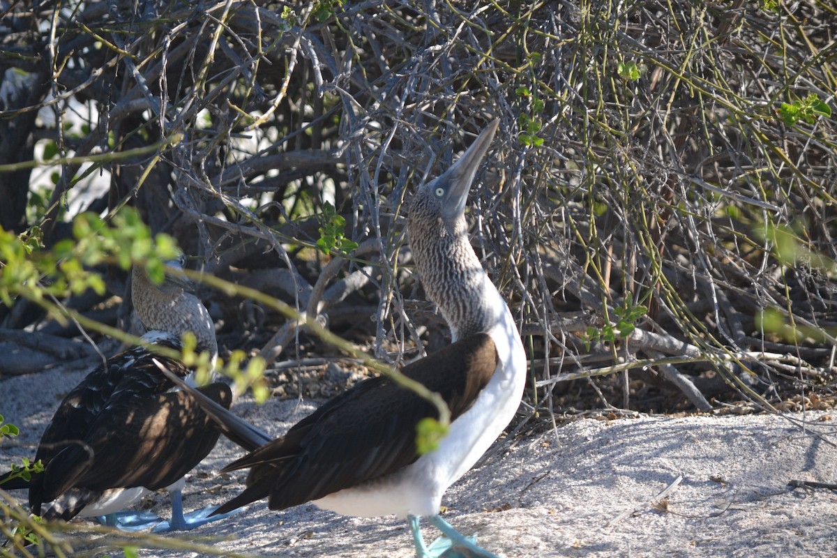 Blue-footed Booby - ML430648691
