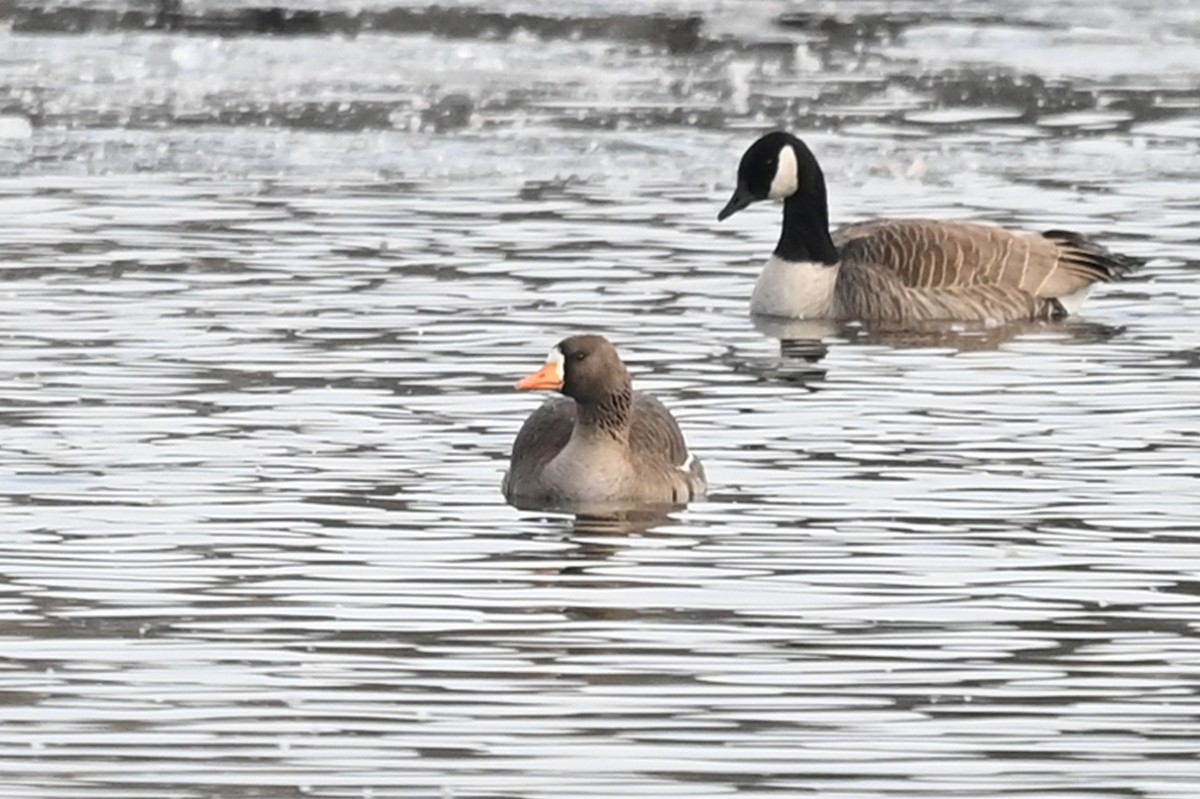 Greater White-fronted Goose - ML430650411