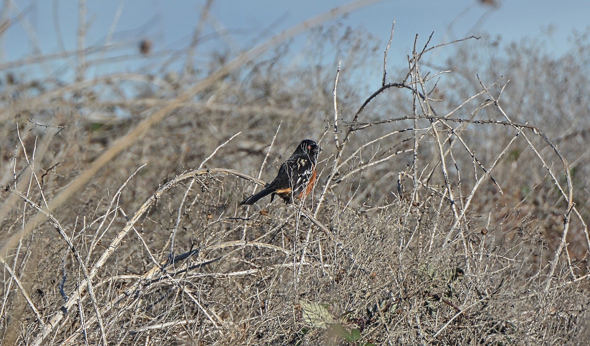 Spotted Towhee - ML43065341