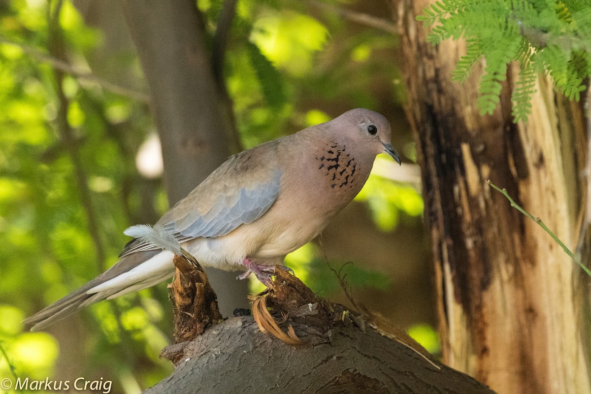Laughing Dove - ML43066011