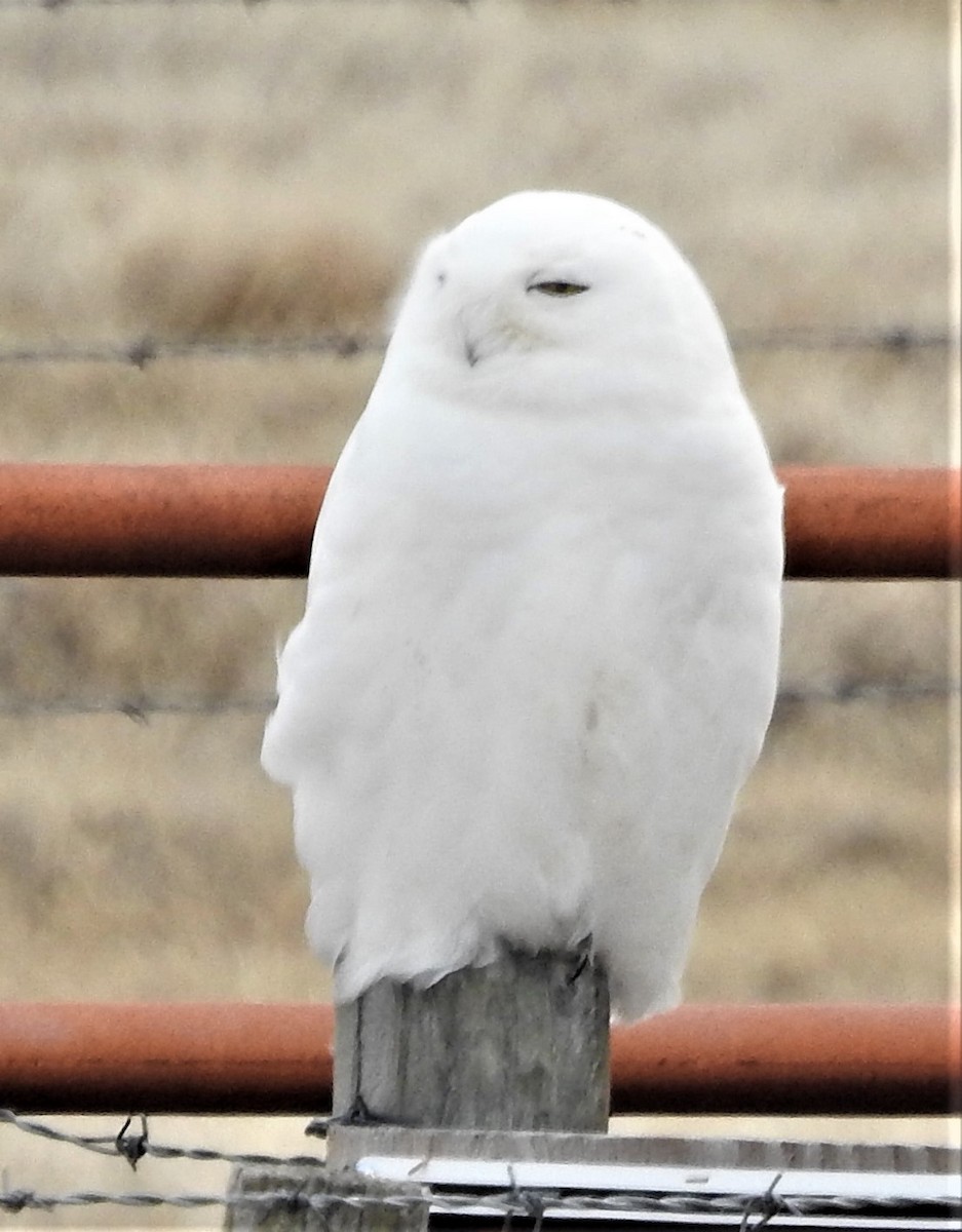 Snowy Owl - ML430660201