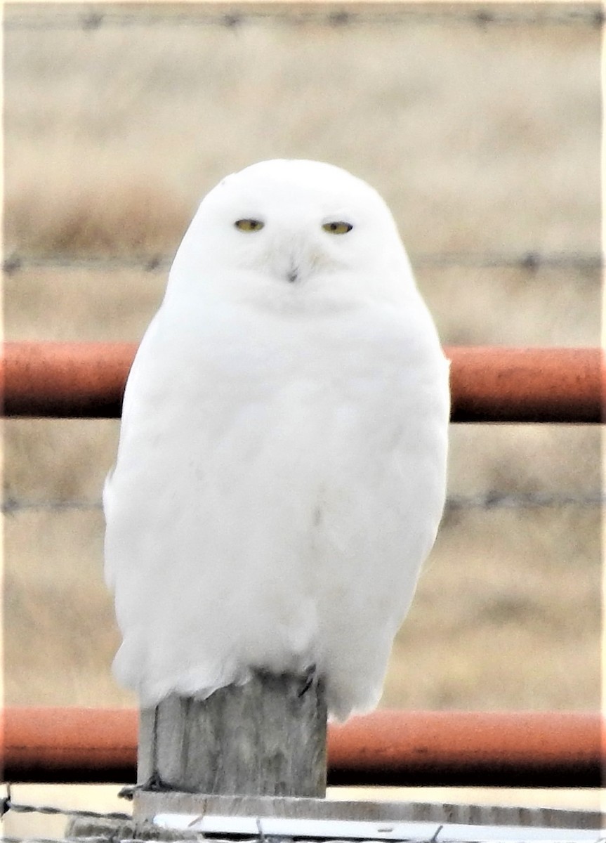 Snowy Owl - ML430661071