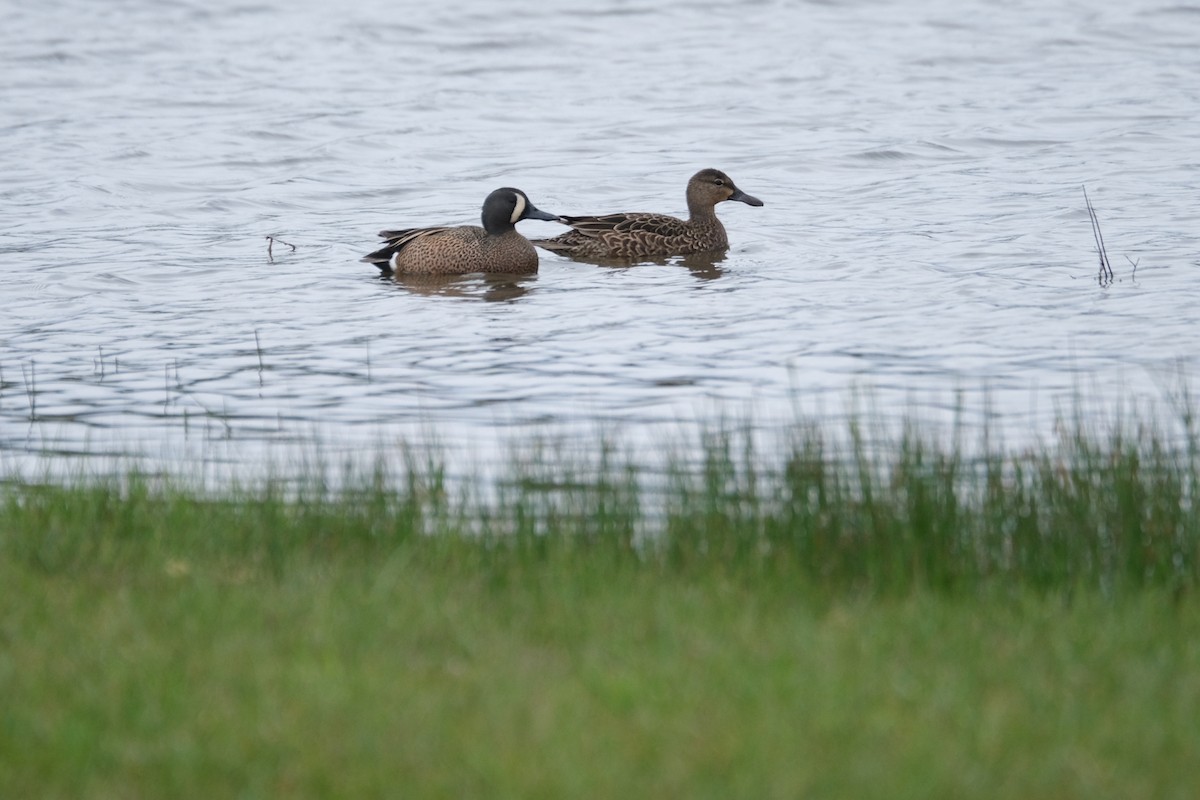 Blue-winged Teal - ML430664121