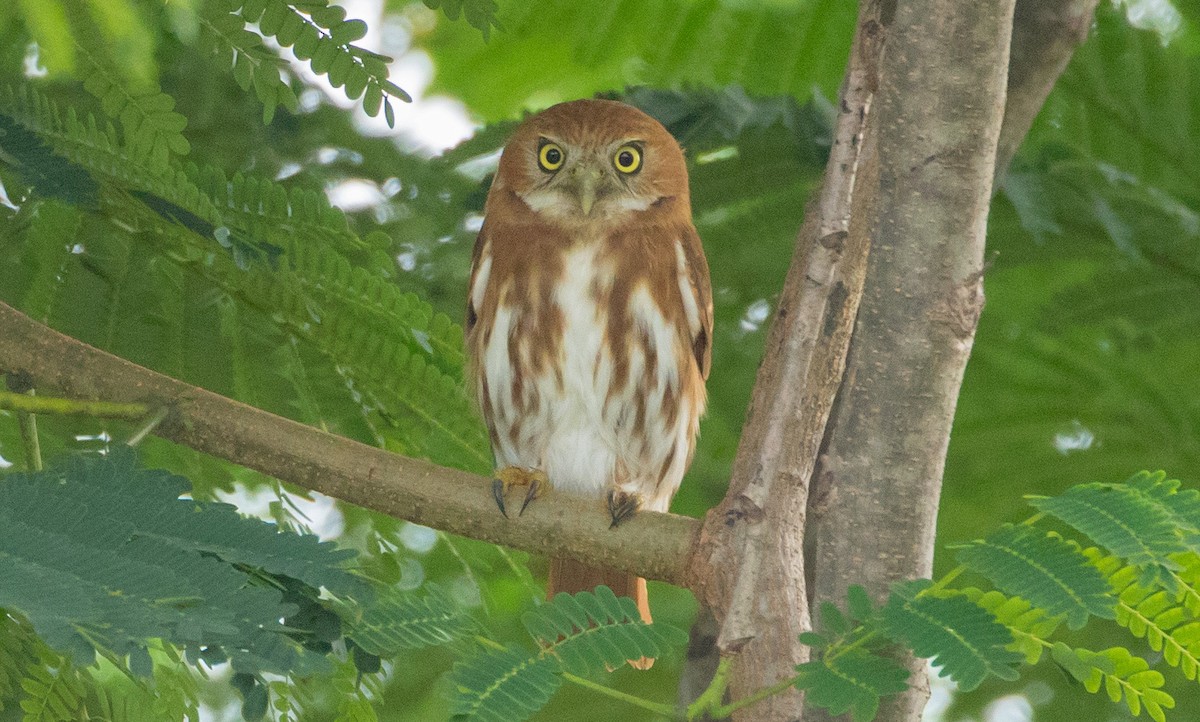 Peruvian Pygmy-Owl - Caleb Putnam