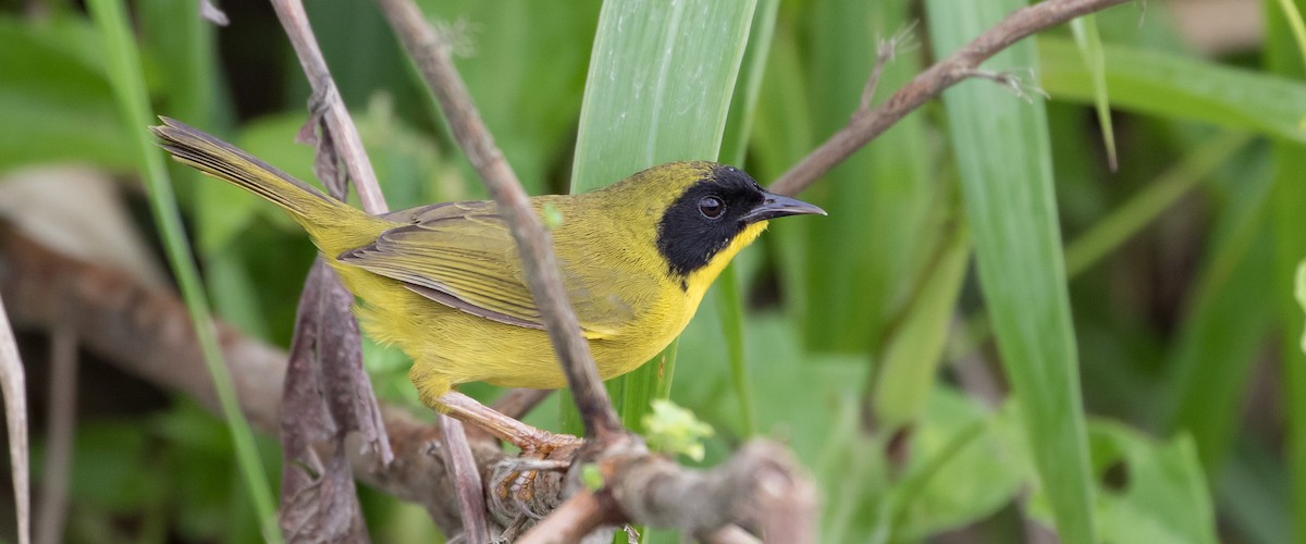 Olive-crowned Yellowthroat - ML430666831