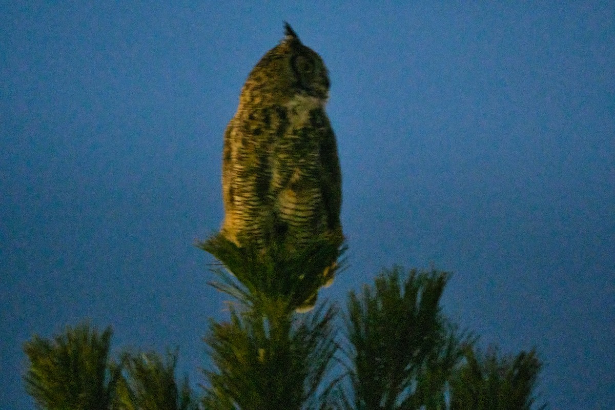 Great Horned Owl - ML430670511