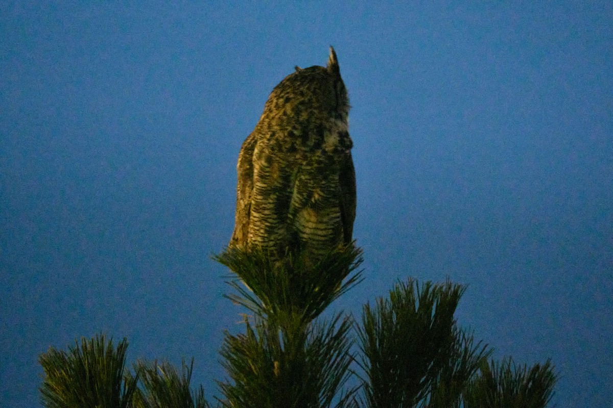 Great Horned Owl - Guillaume Stordeur