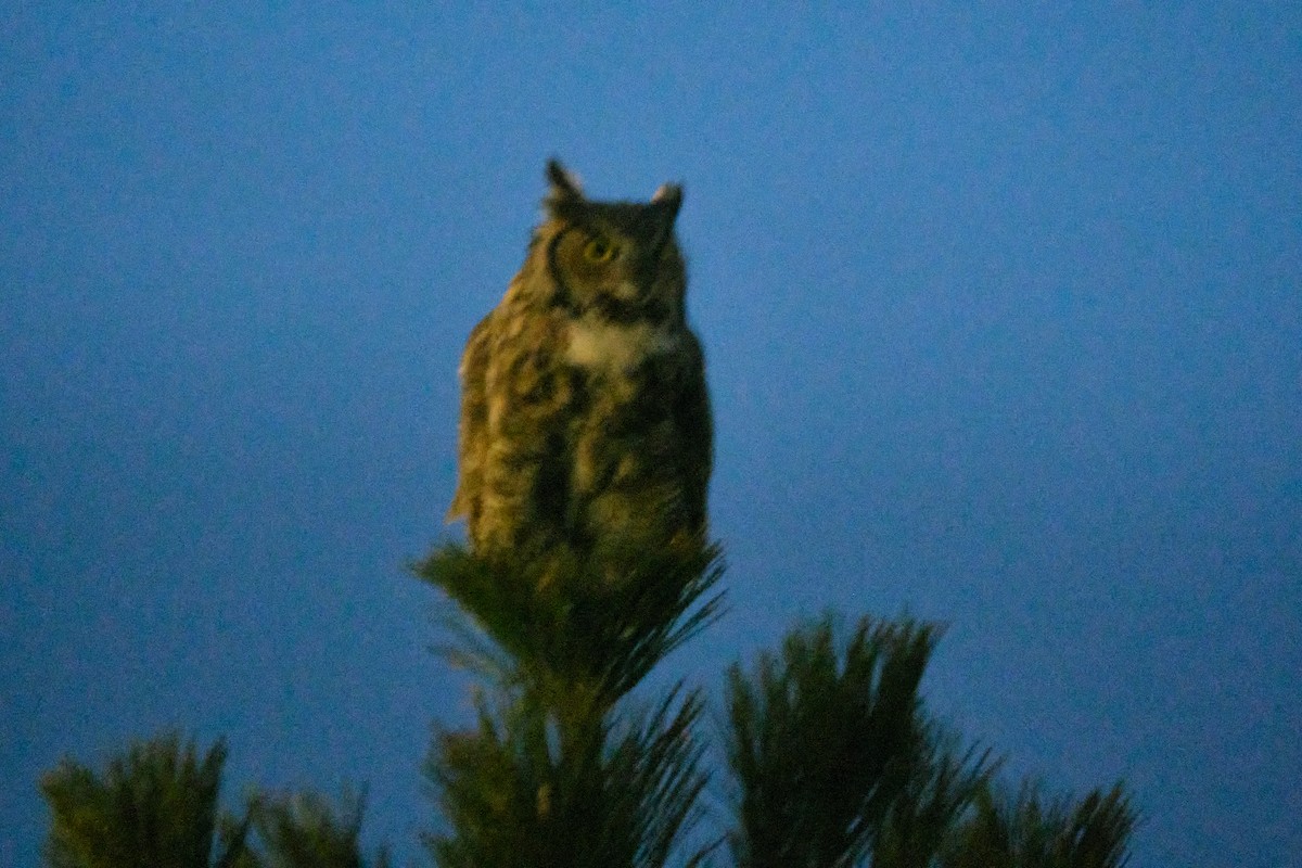 Great Horned Owl - ML430670531