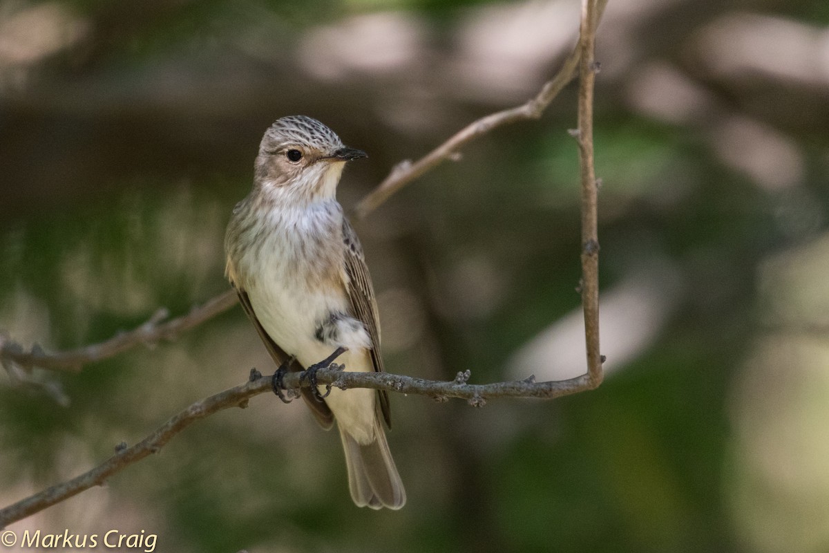 Spotted Flycatcher (Spotted) - ML43067111