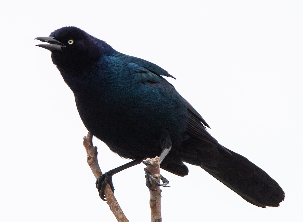 Boat-tailed Grackle - ML430672741